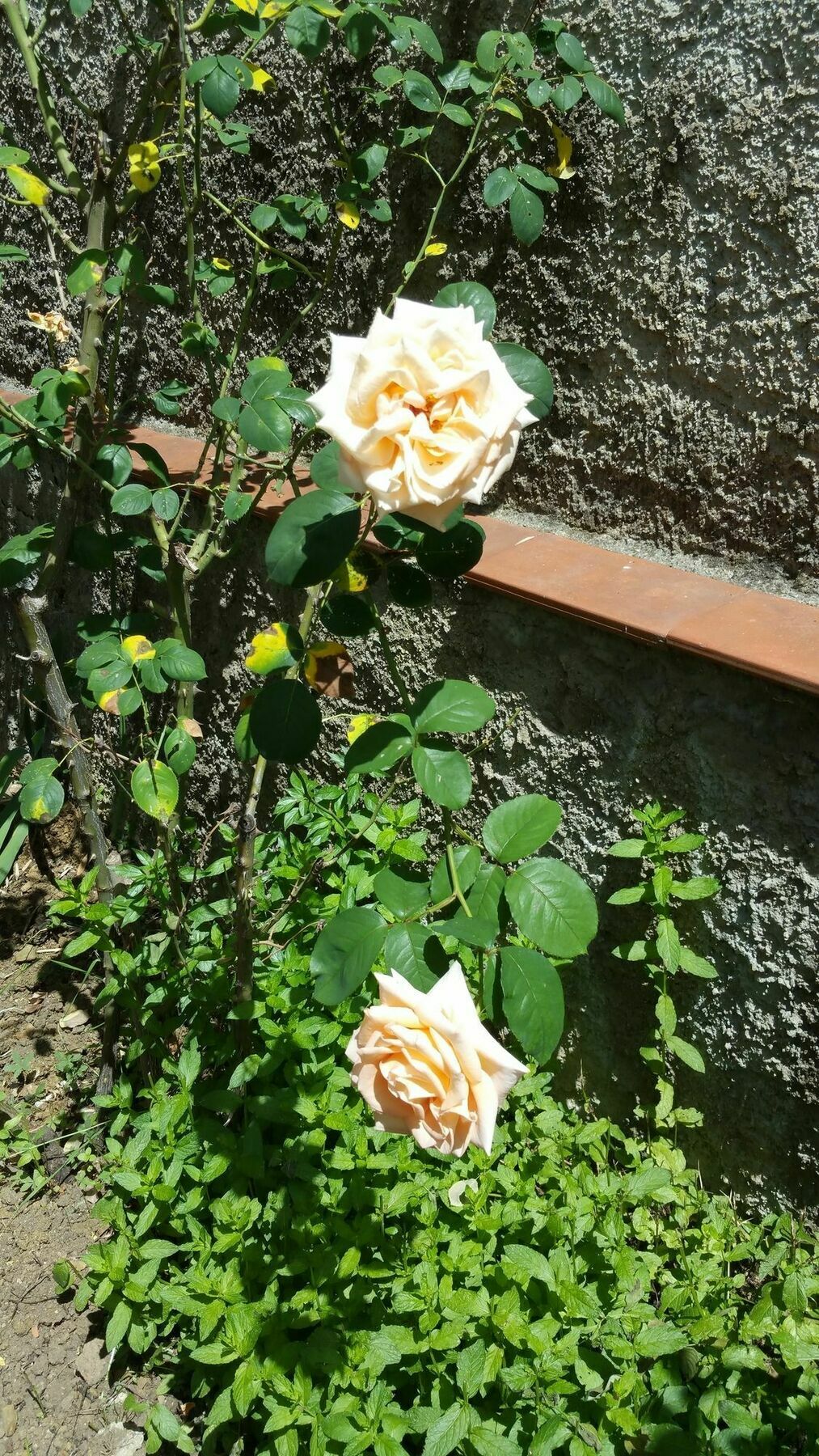 La Villa Nei Fiori Florence Ngoại thất bức ảnh